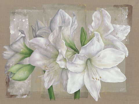Amaryllis Blanc White Modern Wood Framed Art Print with Double Matting by Cadoret, Virginie