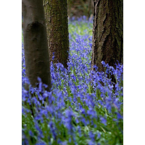 Bluebell Wood l White Modern Wood Framed Art Print by Lambert, Tom