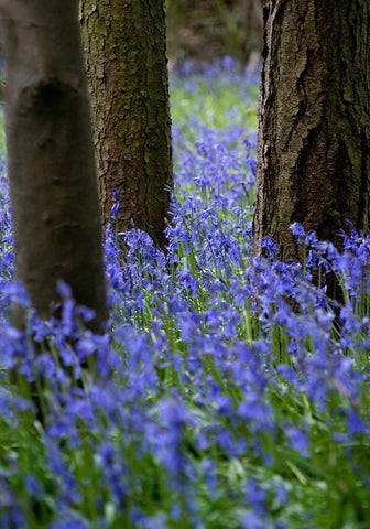 Bluebell Wood l Black Ornate Wood Framed Art Print with Double Matting by Lambert, Tom