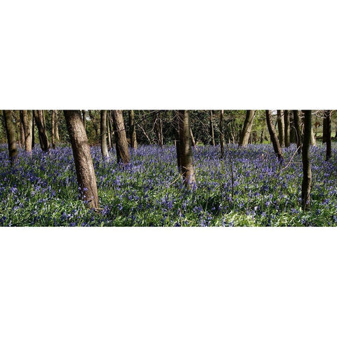 Bluebell Wood lI White Modern Wood Framed Art Print by Lambert, Tom