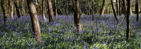 Bluebell Wood lI Black Ornate Wood Framed Art Print with Double Matting by Lambert, Tom