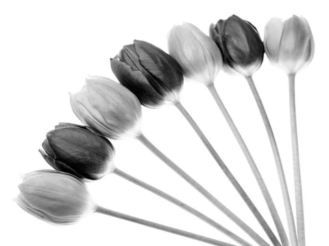Tulips Array l White Modern Wood Framed Art Print with Double Matting by Lambert, Tom