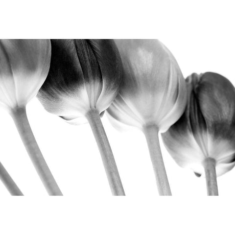 Tulips Array ll Black Modern Wood Framed Art Print by Lambert, Tom