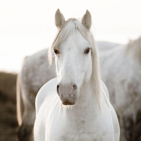 Horse White Modern Wood Framed Art Print by Llovet, Jorge