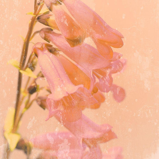 Image Only
