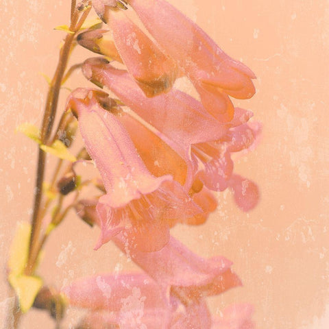 Romantic Foxglove White Modern Wood Framed Art Print with Double Matting by Lambert, Tom