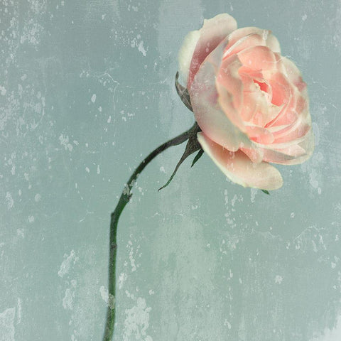 Romantic Pink Rose Black Modern Wood Framed Art Print with Double Matting by Lambert, Tom