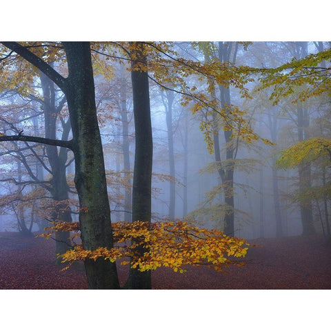 Autumn Forest Gold Ornate Wood Framed Art Print with Double Matting by Strand, Hans