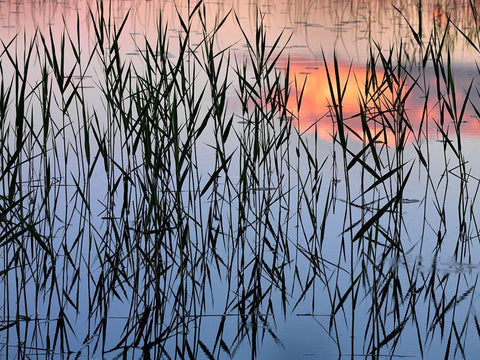 Summer Reed Black Ornate Wood Framed Art Print with Double Matting by Strand, Hans