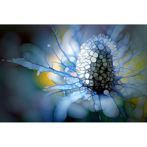 Eisdistel Black Modern Wood Framed Art Print with Double Matting by Schmidt, Renate M.