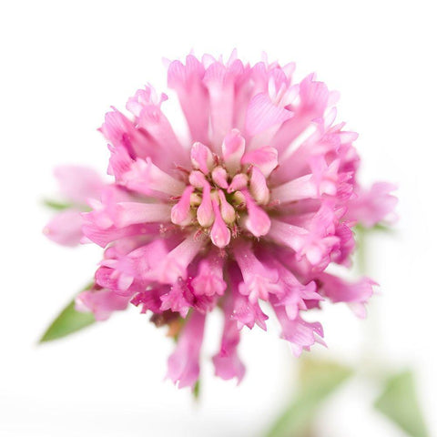 Trifolium pratense Black Modern Wood Framed Art Print with Double Matting by Durnberger, Sonja