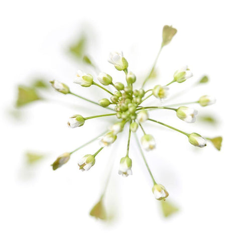 Capsella bursa-pastoris White Modern Wood Framed Art Print with Double Matting by Durnberger, Sonja