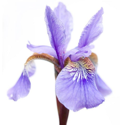 Iris versicolor Black Ornate Wood Framed Art Print with Double Matting by Durnberger, Sonja