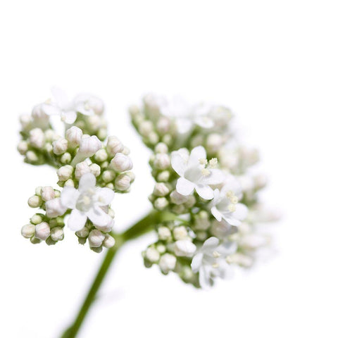 Valeriana officinalis Black Ornate Wood Framed Art Print with Double Matting by Durnberger, Sonja