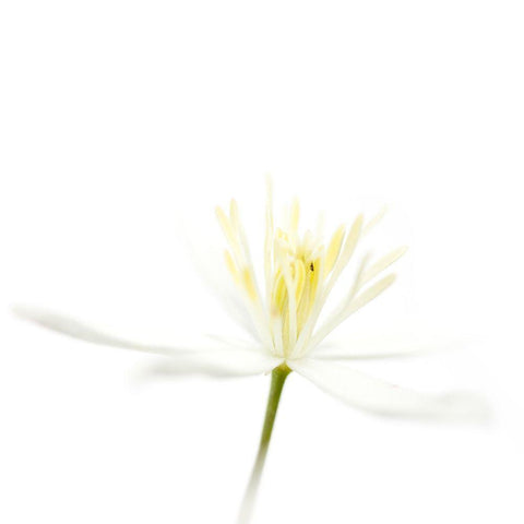 Clematis recta Black Modern Wood Framed Art Print with Double Matting by Durnberger, Sonja