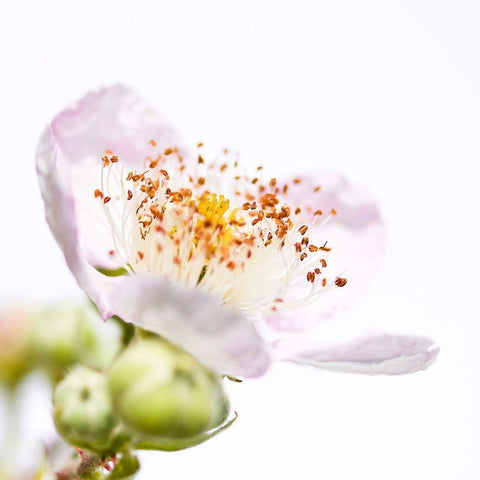 Rubus sectio Rubus White Modern Wood Framed Art Print by Durnberger, Sonja