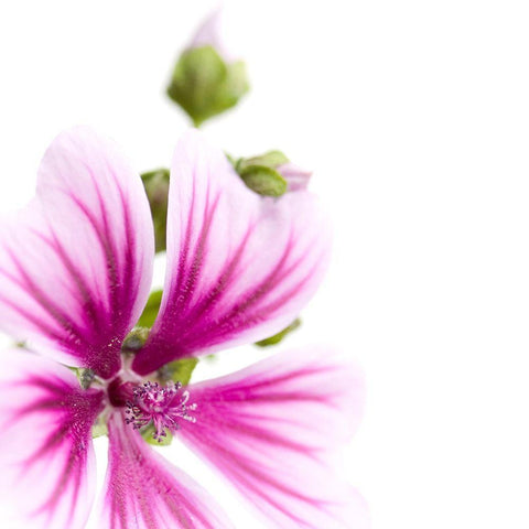Malva sylvestris Black Modern Wood Framed Art Print by Durnberger, Sonja