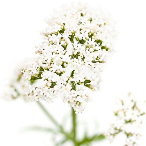 Valeriana officinalis Gold Ornate Wood Framed Art Print with Double Matting by Durnberger, Sonja