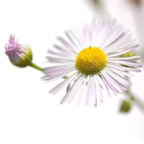 Erigeron annuus Black Modern Wood Framed Art Print by Durnberger, Sonja