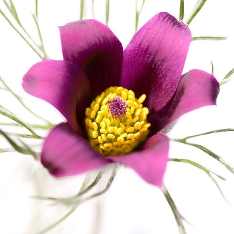 Pulsatilla pratensis Black Modern Wood Framed Art Print by Durnberger, Sonja