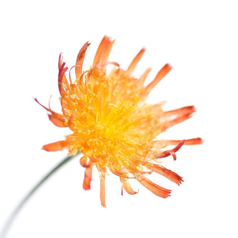 Hieracium pilosella Black Modern Wood Framed Art Print by Durnberger, Sonja