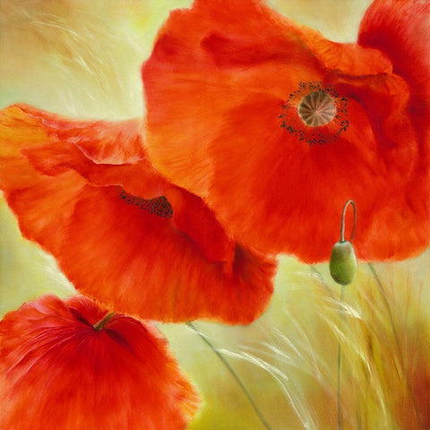 Drei Mal Mohn White Modern Wood Framed Art Print by Schmucker, Annette