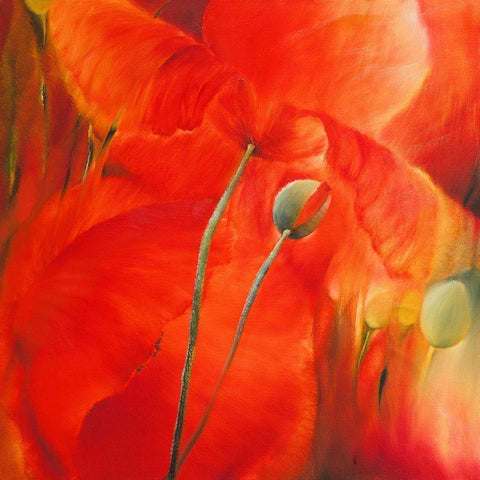 Roter Mohn Black Modern Wood Framed Art Print with Double Matting by Schmucker, Annette