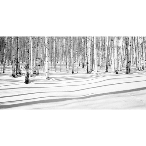 Aspen Shadows Black Modern Wood Framed Art Print by Butcher, Dave