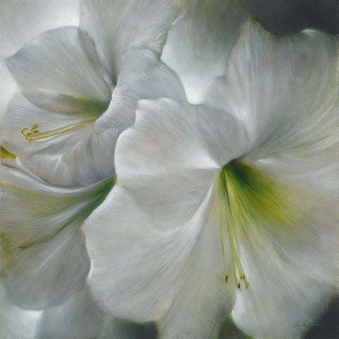 Weisse Amaryllis Black Modern Wood Framed Art Print by Schmucker, Annette