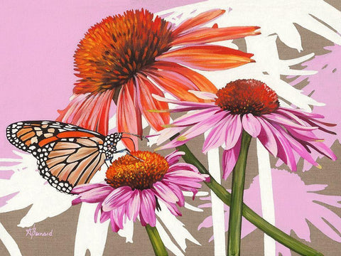 Echinacea White Modern Wood Framed Art Print with Double Matting by Bernard, Anne