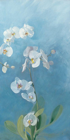 Phalaenopsis Fontaine III White Modern Wood Framed Art Print with Double Matting by Vernageau, Sylvie