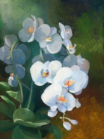 Phalaenopsis blanc White Modern Wood Framed Art Print with Double Matting by Vernageau, Sylvie
