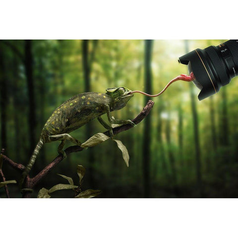 Just a Chameleon action shootingâ€¦ White Modern Wood Framed Art Print by John Wilhelm is a Photoholic