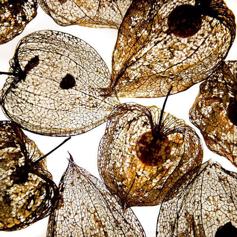 Evanescence II Black Ornate Wood Framed Art Print with Double Matting by Weber, Matthias