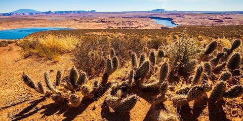 Wildwest Cactus White Modern Wood Framed Art Print with Double Matting by Lichtenwalter, Tom