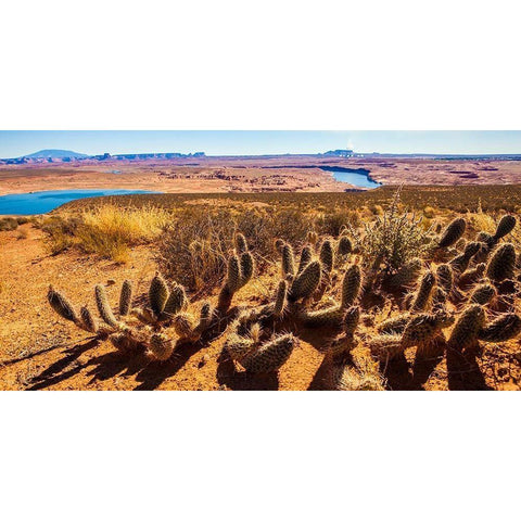 Wildwest Cactus White Modern Wood Framed Art Print by Lichtenwalter, Tom