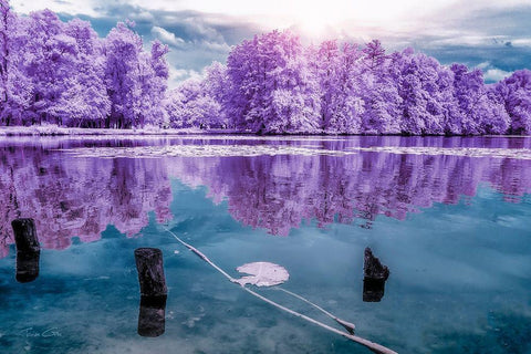 Majolan s Park Reflections I-Bordeaux - Infrared and UV photography  Black Ornate Wood Framed Art Print with Double Matting by Gee, Tonee