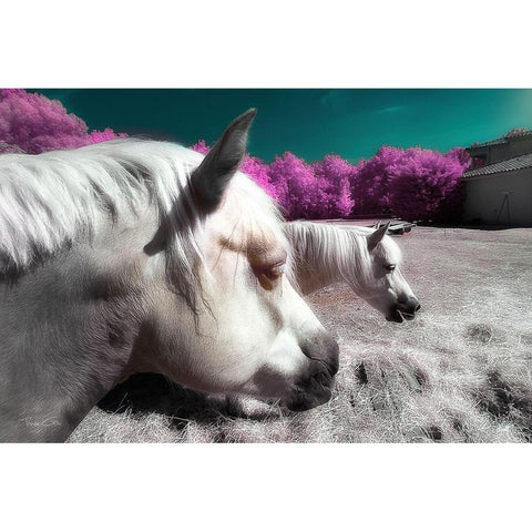 Fantasy Horses - Infrared Photography  White Modern Wood Framed Art Print by Gee, Tonee