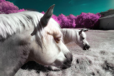 Fantasy Horses - Infrared Photography  White Modern Wood Framed Art Print with Double Matting by Gee, Tonee