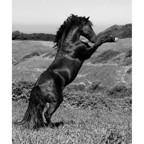 Horse Freedom-Horse at Liberty Black Modern Wood Framed Art Print with Double Matting by Llovet, Jorge