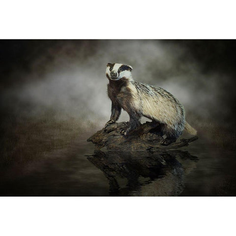 European Badger White Modern Wood Framed Art Print by Visser, Michiel