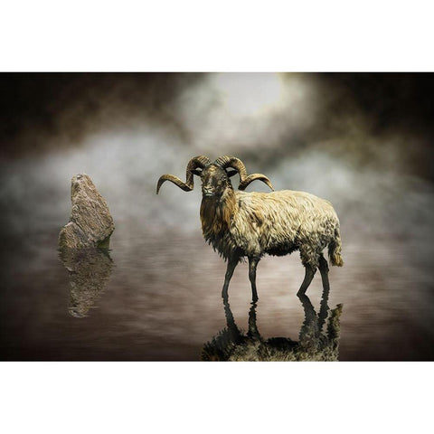 Sheep White Modern Wood Framed Art Print by Visser, Michiel