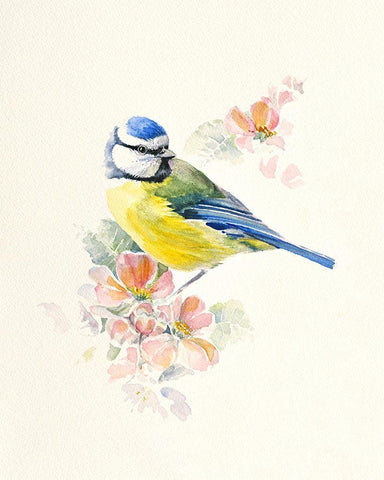 Blue Tit White Modern Wood Framed Art Print with Double Matting by Mayes, Hilary