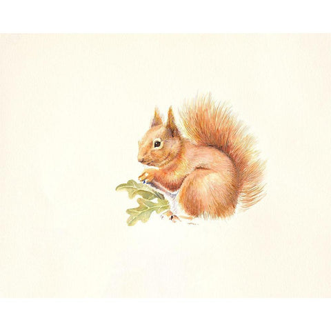 Red Squirrel White Modern Wood Framed Art Print by Mayes, Hilary