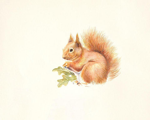 Red Squirrel Black Ornate Wood Framed Art Print with Double Matting by Mayes, Hilary