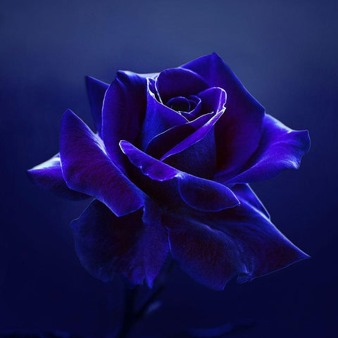 Midnight Rose Black Modern Wood Framed Art Print by Seidel, Lily