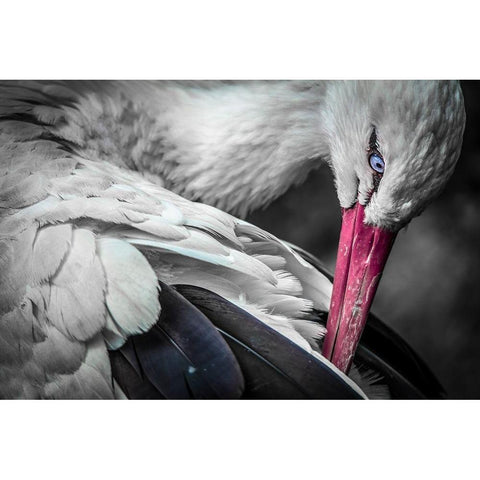 The Stork Black Modern Wood Framed Art Print with Double Matting by Ronin