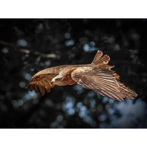 Red Kite flies White Modern Wood Framed Art Print by Ronin