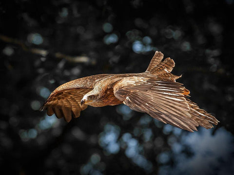 Red Kite flies White Modern Wood Framed Art Print with Double Matting by Ronin