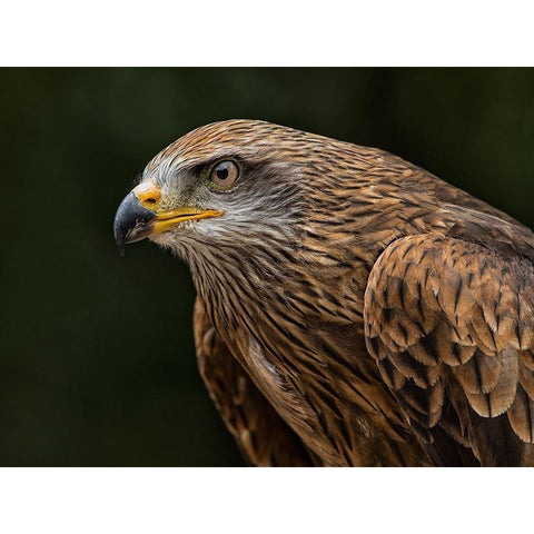 Red Kite Gold Ornate Wood Framed Art Print with Double Matting by Ronin